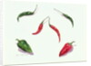 Chillies and Peppers, 2005 by Alison Cooper