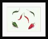 Chillies and Peppers, 2005 by Alison Cooper