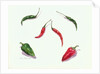 Chillies and Peppers, 2005 by Alison Cooper