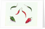 Chillies and Peppers, 2005 by Alison Cooper