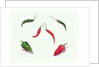 Chillies and Peppers, 2005 by Alison Cooper