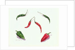 Chillies and Peppers, 2005 by Alison Cooper