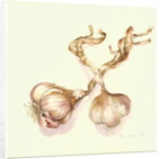 Garlic bulbs, 2005 by Alison Cooper