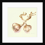 Garlic bulbs, 2005 by Alison Cooper