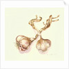 Garlic bulbs, 2005 by Alison Cooper