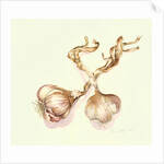 Garlic bulbs, 2005 by Alison Cooper