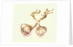 Garlic bulbs, 2005 by Alison Cooper