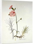 Old Variety of Dianthus, 1997 by Alison Cooper