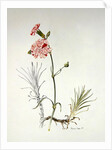 Old Variety of Dianthus, 1997 by Alison Cooper