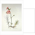 Old Variety of Dianthus, 1997 by Alison Cooper