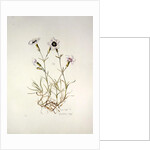 Dianthus 'Argus', 1997 by Alison Cooper