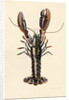 Lobster from Solva, 2014 by Alison Cooper