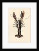 Lobster from Solva, 2014 by Alison Cooper