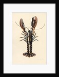 Lobster from Solva, 2014 by Alison Cooper