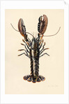 Lobster from Solva, 2014 by Alison Cooper