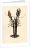 Lobster from Solva, 2014 by Alison Cooper