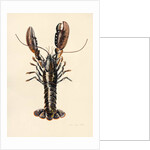 Lobster from Solva, 2014 by Alison Cooper