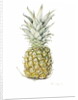 Ripe Pineapple, watercolour by Alison Cooper