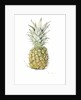 Ripe Pineapple, watercolour by Alison Cooper