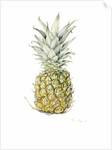 Ripe Pineapple, watercolour by Alison Cooper