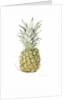 Ripe Pineapple, watercolour by Alison Cooper