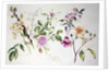 Various Roses, 1999 by Alison Cooper