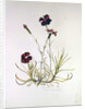 Dianthus Caesar's Mantle, 1997 by Alison Cooper