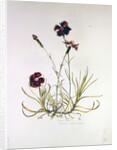Dianthus Caesar's Mantle, 1997 by Alison Cooper
