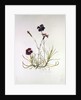 Dianthus Caesar's Mantle, 1997 by Alison Cooper