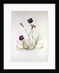 Dianthus Caesar's Mantle, 1997 by Alison Cooper