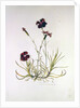 Dianthus Caesar's Mantle, 1997 by Alison Cooper
