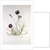 Dianthus Caesar's Mantle, 1997 by Alison Cooper