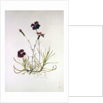 Dianthus Caesar's Mantle, 1997 by Alison Cooper