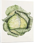 Savoy Cabbage, 1992 by Alison Cooper