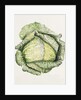 Savoy Cabbage, 1992 by Alison Cooper