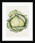 Savoy Cabbage, 1992 by Alison Cooper