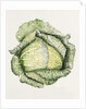 Savoy Cabbage, 1992 by Alison Cooper