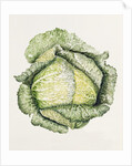Savoy Cabbage, 1992 by Alison Cooper