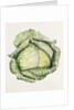 Savoy Cabbage, 1992 by Alison Cooper