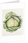 Savoy Cabbage, 1992 by Alison Cooper