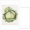 Savoy Cabbage, 1992 by Alison Cooper