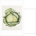Savoy Cabbage, 1992 by Alison Cooper
