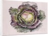 January King Cabbage, 1992 by Alison Cooper