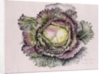 January King Cabbage, 1992 by Alison Cooper
