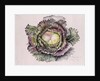 January King Cabbage, 1992 by Alison Cooper