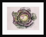January King Cabbage, 1992 by Alison Cooper