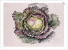 January King Cabbage, 1992 by Alison Cooper