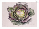 January King Cabbage, 1992 by Alison Cooper