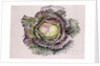 January King Cabbage, 1992 by Alison Cooper
