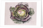 January King Cabbage, 1992 by Alison Cooper